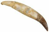 Fossil Plesiosaur (Zarafasaura?) Rooted Tooth - Morocco #269355-1